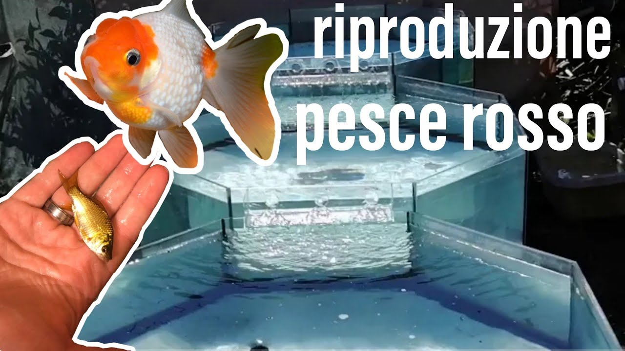 la RIPRODUZIONE del PESCE ROSSO (Carassius auratus)