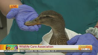 Wildlife Care Association