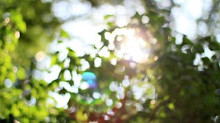 Spring Light Bokeh | Relax Music | Loop Background