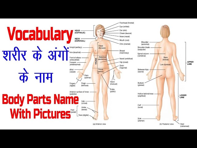 Women Body Parts Name In Hindi