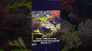 Stop messing with your aquarium#reeftank #fishkeeping #aquarium #fishtank #plantedtank