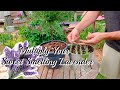 How to grow LAVENDER Cuttings!