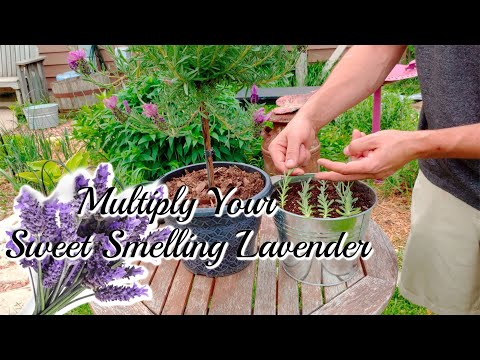 How To Grow LAVENDER Cuttings!