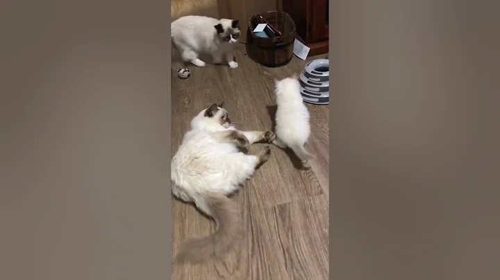 Video 1538331: cute baby kittens playing