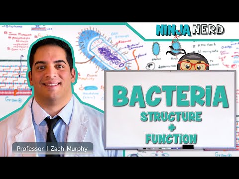 बैक्टीरिया | संरचना और फ़ंक्शन