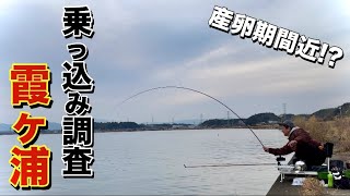 Spring spawning] Results of an investigation into the status of