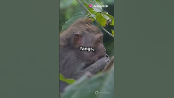 Jungle Showdown: Snake vs Monkey! #shorts #viral