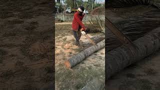 Amazing Fastest Skill Cuttings I Big Tree Chainsaw Machine Fastest Tree Cutting