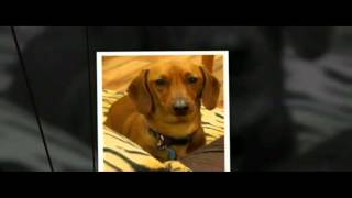 How to Start an Online Dog Supplies Store