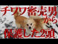 チワワ密売男から保護した2頭のチワワ #どうぶつ虐待Gメン。※チャンネル登録お願いします。※Subscribe to the channel.