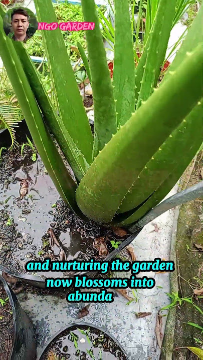 Your effort turns into something beautiful and abundant. #garden #farm #gardendelight