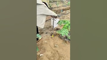 Orchard fertilization process - good tools and machinery can improve work efficiency