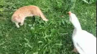 Cat vs. Goose