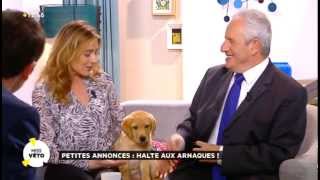 Pet classifieds beware of scams