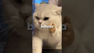 Kenapa Kucing Nurut Banget Sama Anak Kecil?