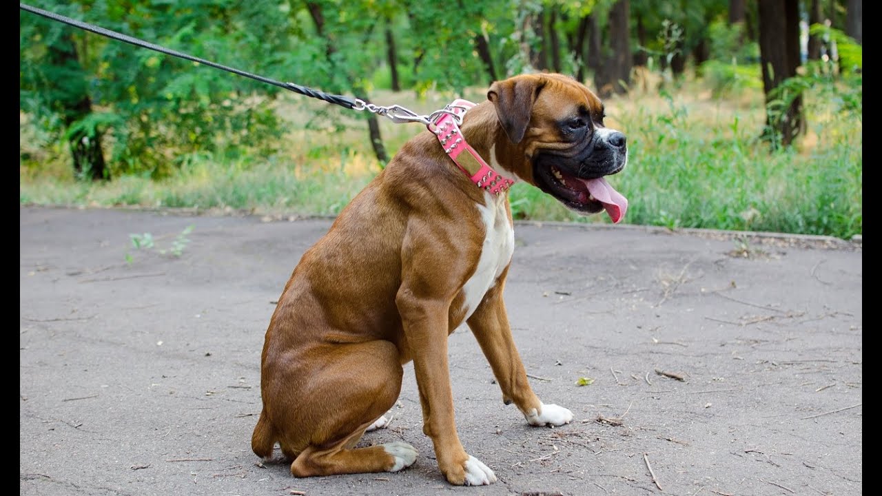 Bright Pink Dog Collar on Boxer