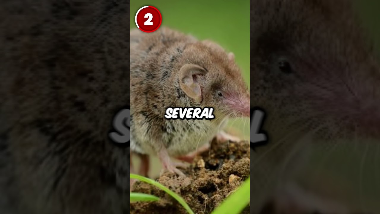 Did You Notice These Things In Zootopia?