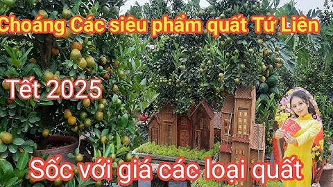 Quất tết Tứ Liên năm 2025 - Bạt ngàn quất đẹp không lo thiếu quất tết giá rẻ bất ngờ