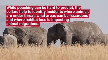 How Africa Wildlife Tracking Leverages Satellite IoT to Prevent Poaching