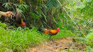 ต่อไก่ป่า dib qaib qus tuaj zoo heev li