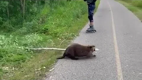Beaver casually crosses path with gigantic branch #shorts