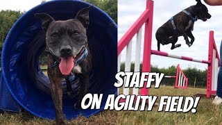 Staffordshire Bull Terrier On Agility Field