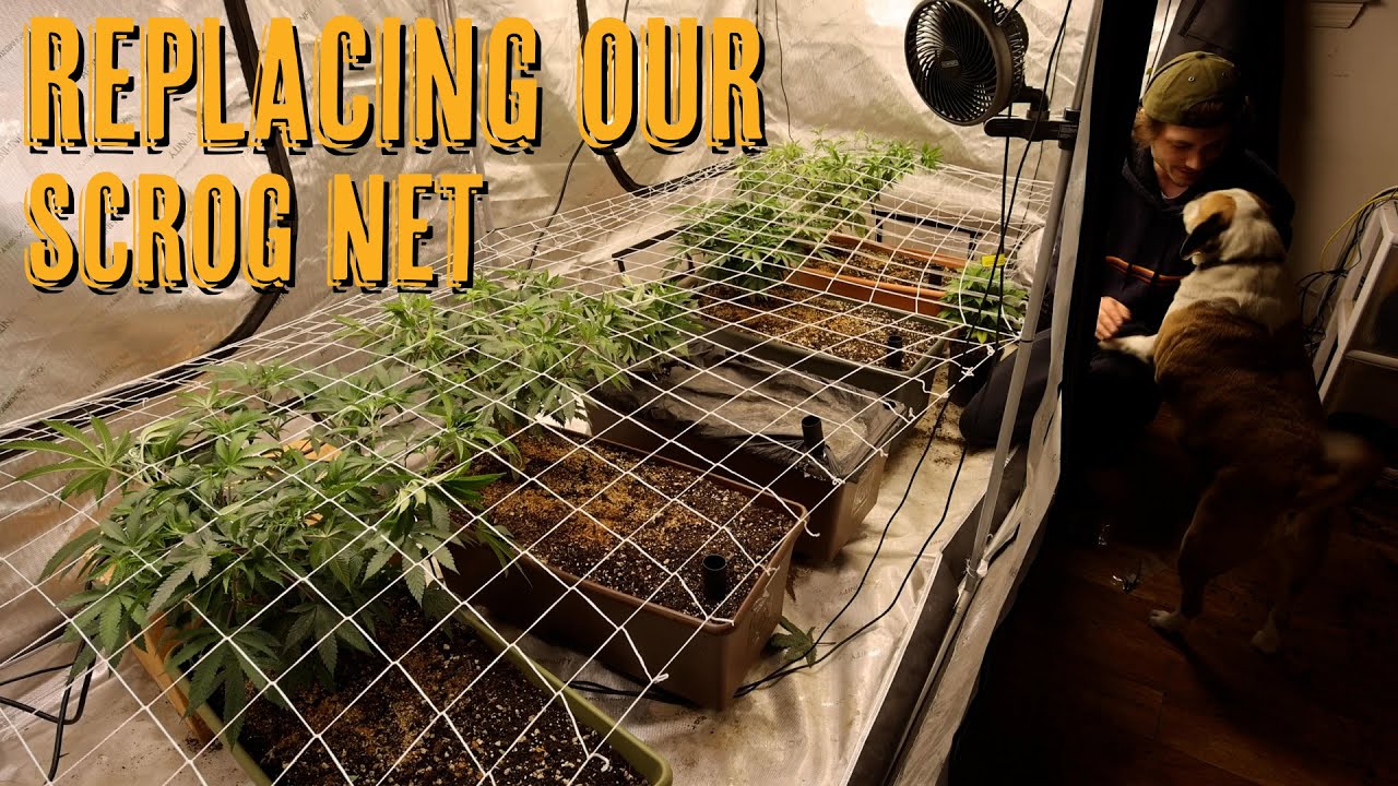 Scrogging The Whole 5x10 Tent