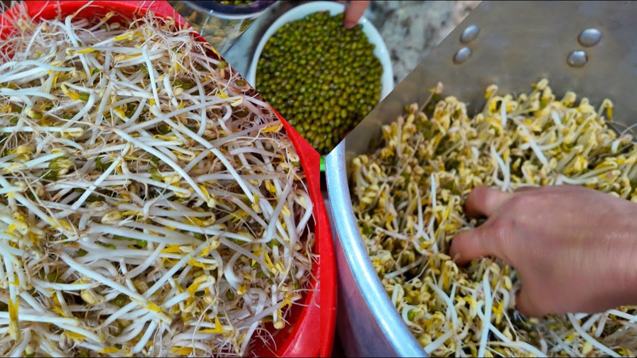 1 chén đậu xanh . Sau khi ngâm nước rồi ủ trong nồi với lá chuối . 3 ngày có 1 mẻ giá ngon 