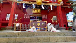 「おいぬ様」で有名な武蔵御嶽神社においぬ二頭で行きました・・【グレートピレニーズ】We went to the shrine for a cleansing ritual with two dogs.