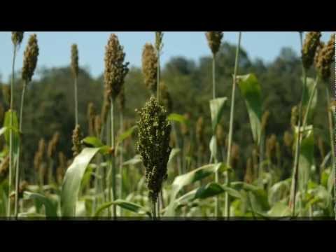 The Story Of North Georgia Sorghum By Doc Bill