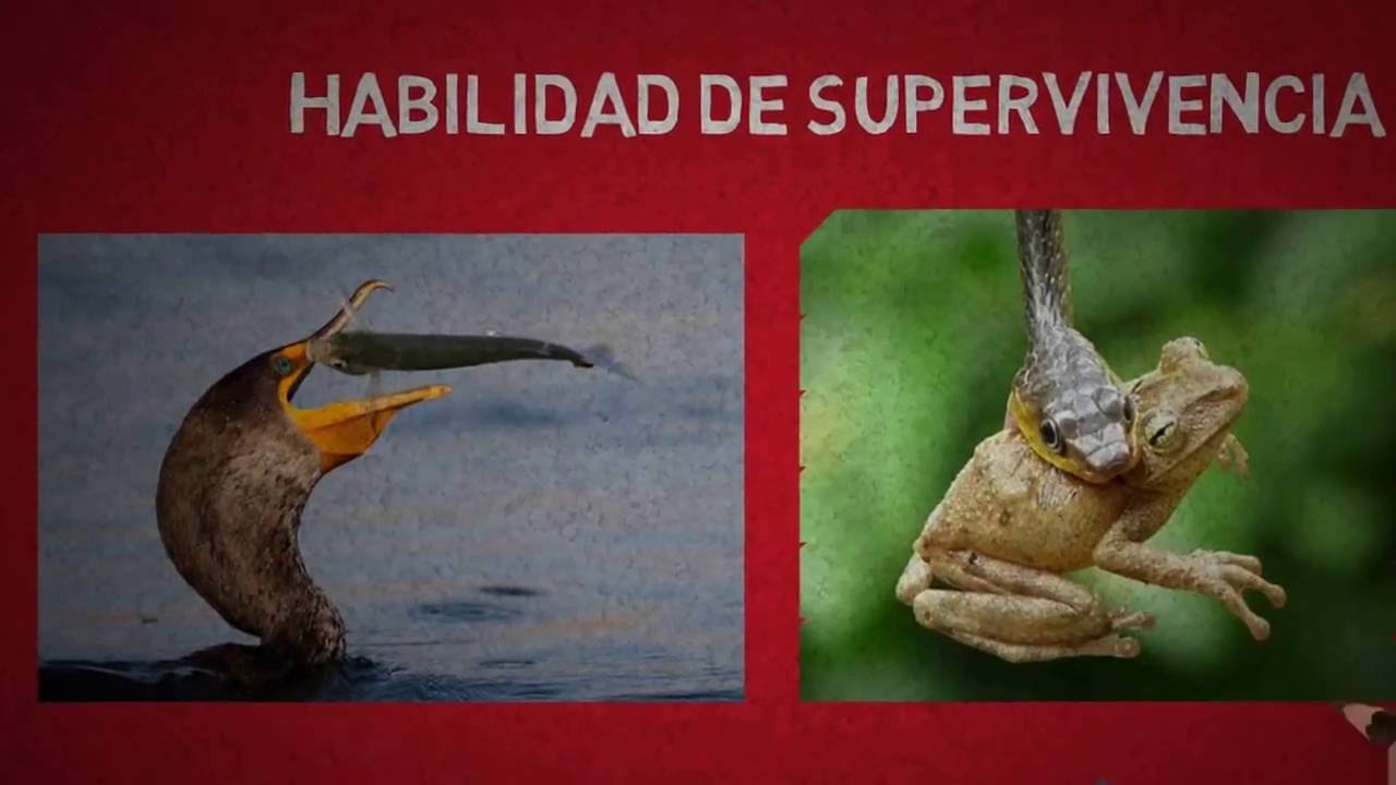 La metáfora de la Reina Roja