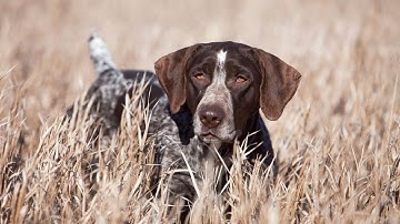Everything You Need to Know About the German Wirehaired Pointer