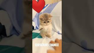Cute kittens❤️【30】#shorts #cutecat520 #cat #kittens #pets #cat #cute