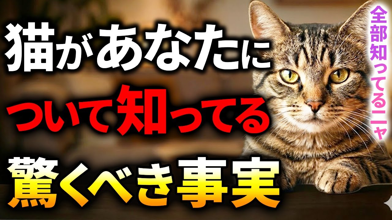 【警告】猫の目は誤魔化せません。あなたについて知っている「驚愕の事実」７選