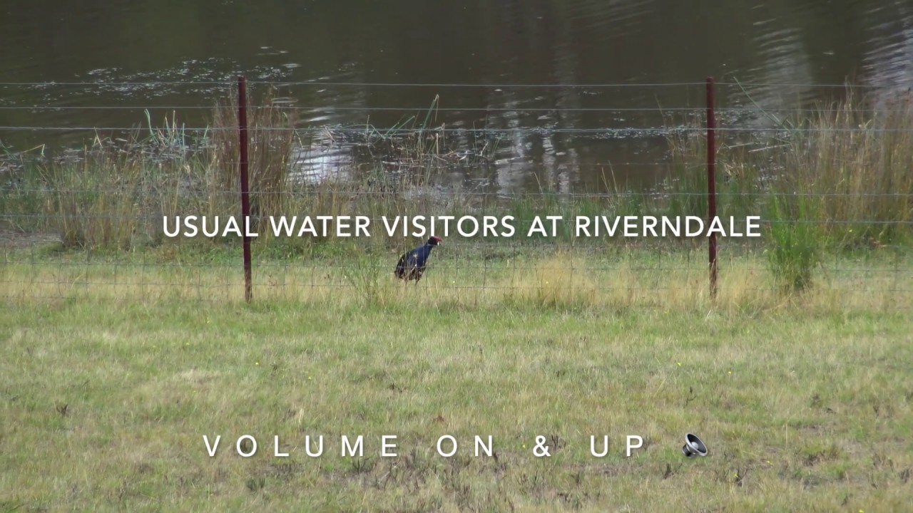 Waterbird visitors at Riverndale of Whittlesea 