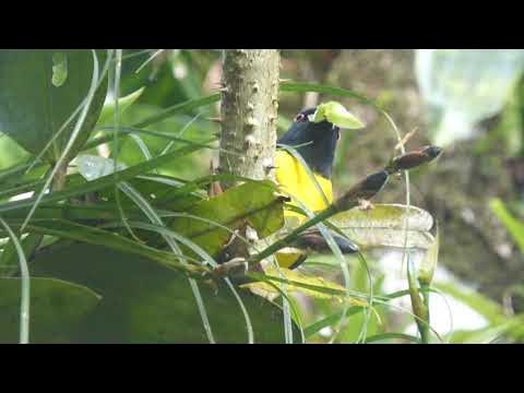 Blue-and-gold Tanager, Bangsia arcaei, Arenal, Costa Rica, 14 Dec 2015 ...