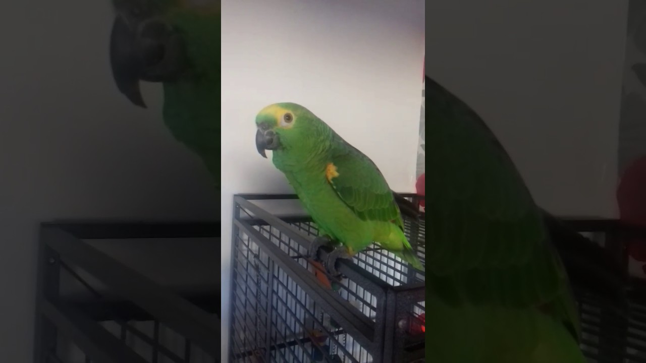 Sonny swearing amazon parrot YouTube