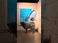秋田犬長毛カイは軽井沢トリックアートミュージアムの看板犬に就任か?