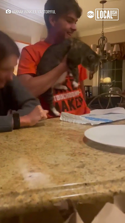 Brother thinks pregnancy announcement gift is for his cat