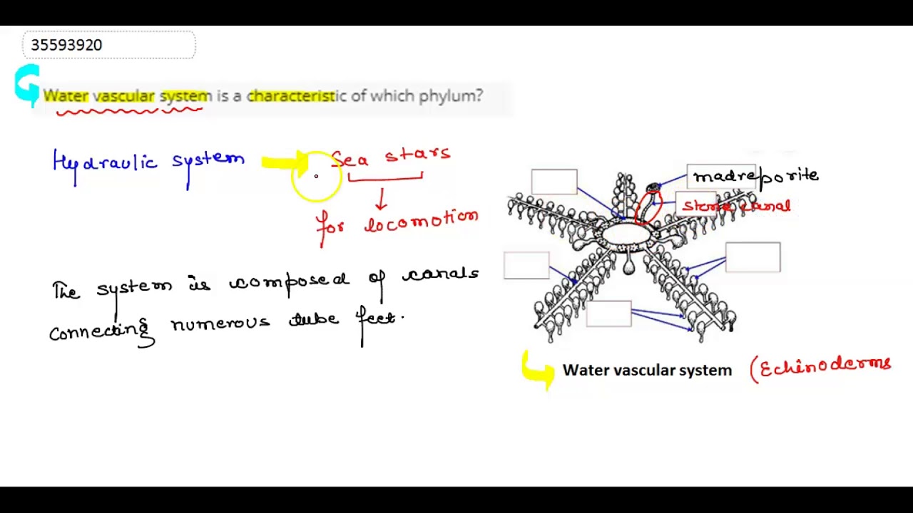 Water vascular system is a characteristic of which phylum