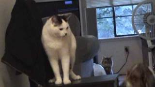 Celebrity Patrick & Riley on chair Wealth