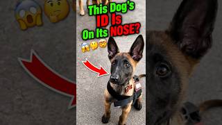 "3 K-9 Secrets That Sound FAKE (But Are 100% Real) 🤯" #shorts #dogs #facts #animalfacts #petshub