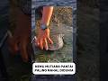 NEMU MUTIARA PALING MAHAL DIPANTAI