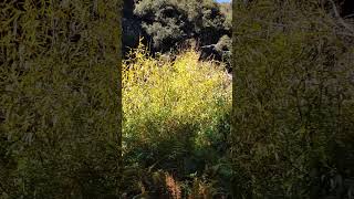 Nature sound at archery #bushwalking #nature