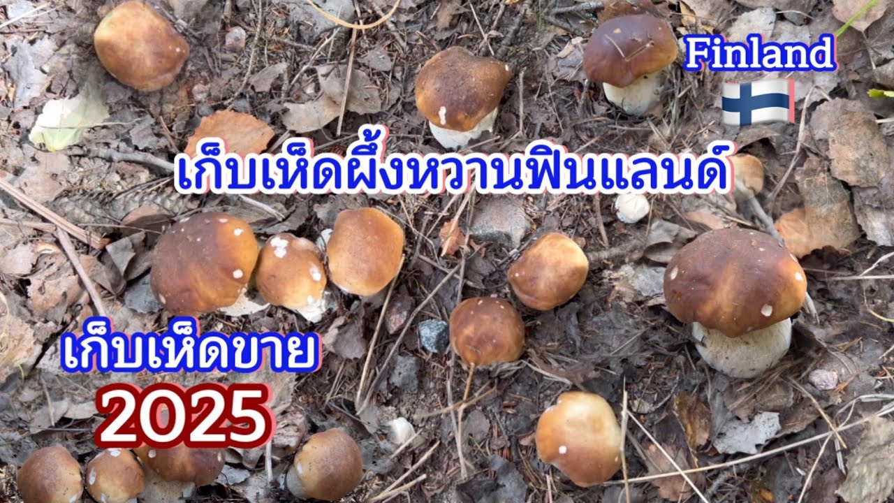 เก็บเห็ดผึ้งหวานป่าสนฟินแลนด์ เก็บเห็ด 2025 #mushroom #finland 