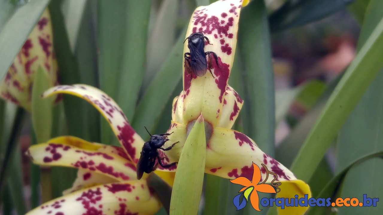 Orquídea Maxillaria picta sendo polinizada pela abelha Trigona spinipes  [4K] - thptnganamst.edu.vn