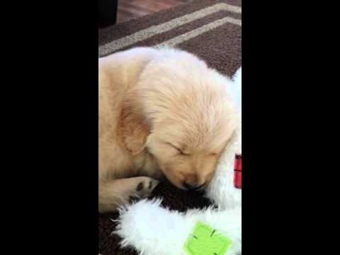 golden retriever puppy snoring