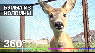 Оленёнок Бэмби существует! Оленёнок Бэмби существует!