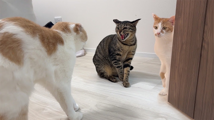 久しぶりに大好きな実家の猫たちと対面したらまさかのこうなっちゃいました…