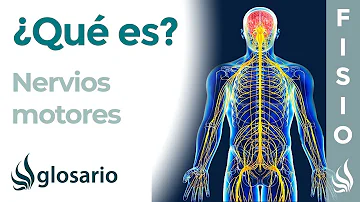 ¿Cuál es el sistema motor del cuerpo humano?